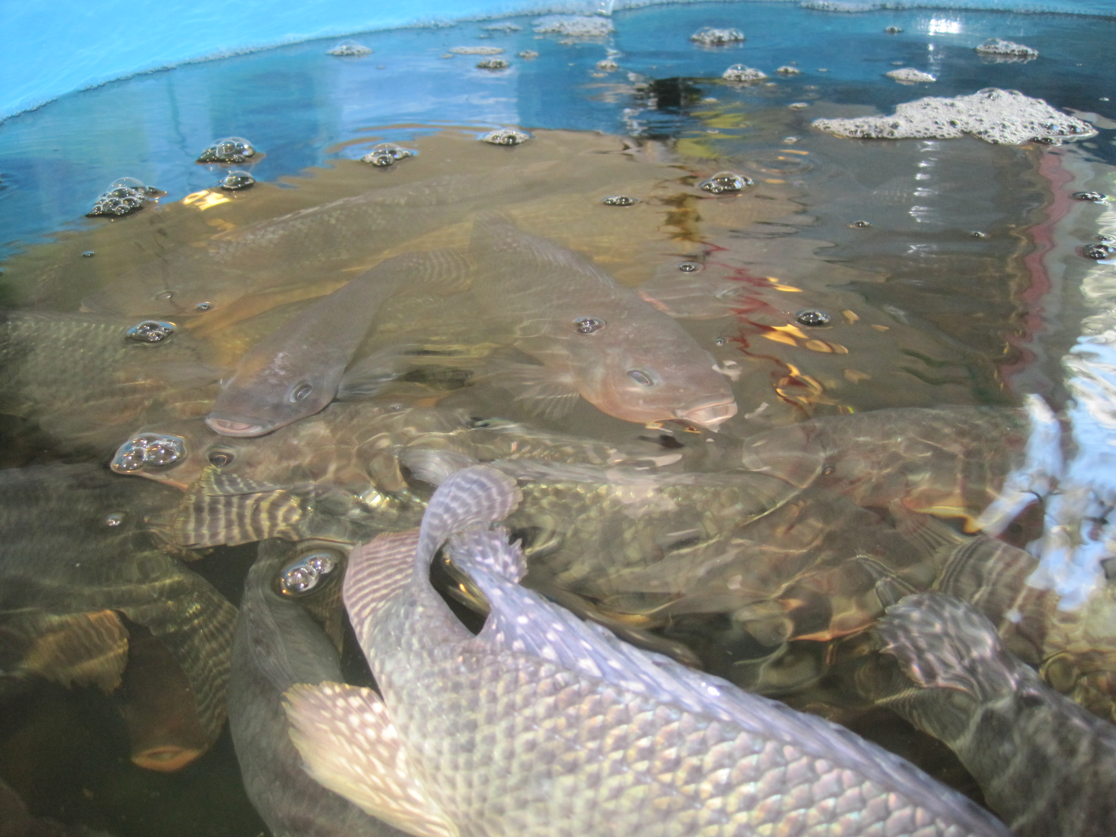 Tilapia Fish Farm For Sale | Live Sustainably with a small ...